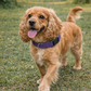 Nylon Collar - Lilac
