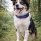 Nylon Collar - Lilac