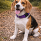 Nylon Collar - Lilac