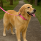 Nylon Collar - Light Pink