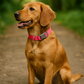 Nylon Collar - Light Pink