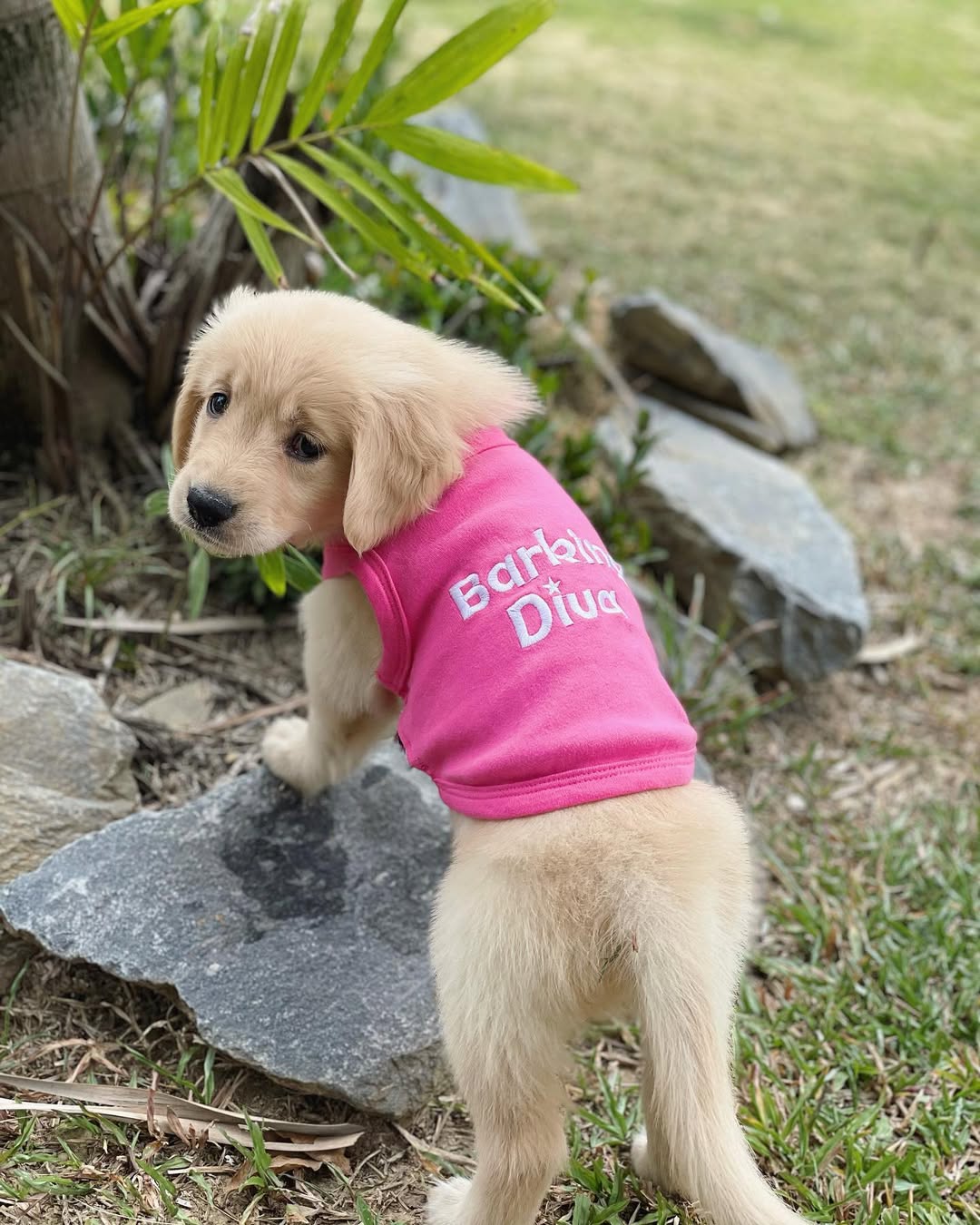 Barking Diva