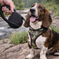 Retractable Leash [M] - Black