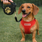 Crystal Retractable Leash Golden Paw