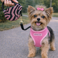 Crystal Retractable Leash Zebra Pink