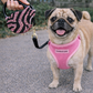 Crystal Retractable Leash Zebra Pink
