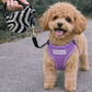 Crystal Retractable Leash Zebra Silver