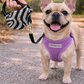 Crystal Retractable Leash Zebra Silver