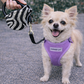 Crystal Retractable Leash Zebra Silver