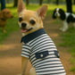 Preppy Boy Polo