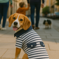Preppy Boy Polo