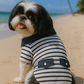 Preppy Boy Polo