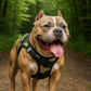 Step-In Harness - Camo