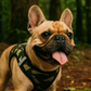 Step-In Harness - Camo