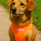 Freedom Harness - Neon Orange