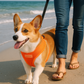 Freedom Harness - Neon Orange