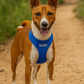Freedom Harness - Neon Blue