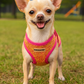 Sport Net Harness - Pink-Yellow